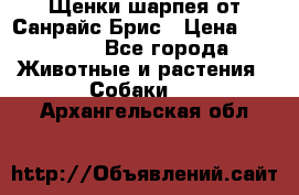 Щенки шарпея от Санрайс Брис › Цена ­ 30 000 - Все города Животные и растения » Собаки   . Архангельская обл.